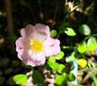 Satina rose photo