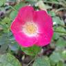 Friendly rose photo