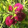 Hameau Duboeuf rose photo