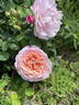 Eustacia Vye ™ rose photo