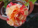 Alfred Sisley ™ rose photo