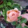 Flavorette™ Honey-Apricot rose photo