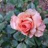 Double Easy Orange rose photo