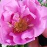 Bella Nitida rose photo
