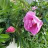 Bella Nitida rose photo