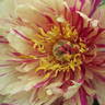 Blueberry Lemonade™ peony photo