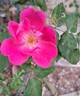 Rodin ® rose photo