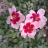 See You in Red ® rose photo