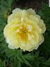 Pineapple Fizz™ peony photo