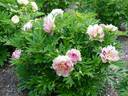 Simply Scrumptious™ peony photo