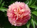 Simply Scrumptious™ peony photo