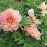 Simply Scrumptious™ peony photo