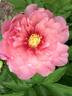 Strawberry Swirl™ peony photo