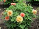 Summer Sunset™ peony photo