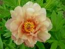 Summer Sunset™ peony photo