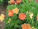 Summer Sunset™ peony photo
