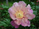Sweet Treat™ peony photo