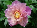 Sweet Treat™ peony photo