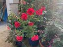 Independence rose photo