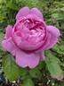 Mary Rose ® rose photo