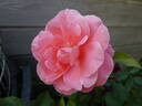 Favorite rose photo