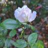Catherine Frot rose photo