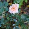 Joie de Vivre rose photo