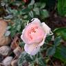 Joie de Vivre rose photo