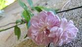 Romantic Siluetta rose photo
