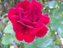 Hameau Duboeuf rose photo