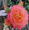 Vulcano ® rose photo