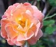 Bordure Camaïeu ® rose photo