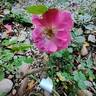 Pink Emely ® rose photo