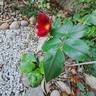 Marondo rose photo