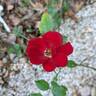 Marondo rose photo