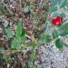 Marondo rose photo