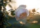 Desdemona rose photo