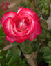 Atlas ® rose photo