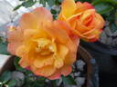 La Bourbonnaise rose photo