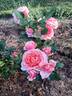 Ars Nova rose photo