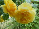 The Poet's Wife ™ rose photo