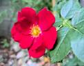 Marondo rose photo