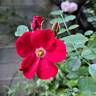 Marondo rose photo