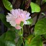 Mortimer Sackler rose photo