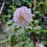 Annelies rose photo