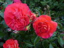 Gebrüder Grimm ® rose photo