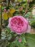 Geoff Hamilton rose photo