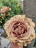 Mokarosa rose photo