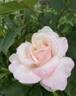 Belinda's Blush™ rose photo