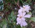 Snow Goose rose photo